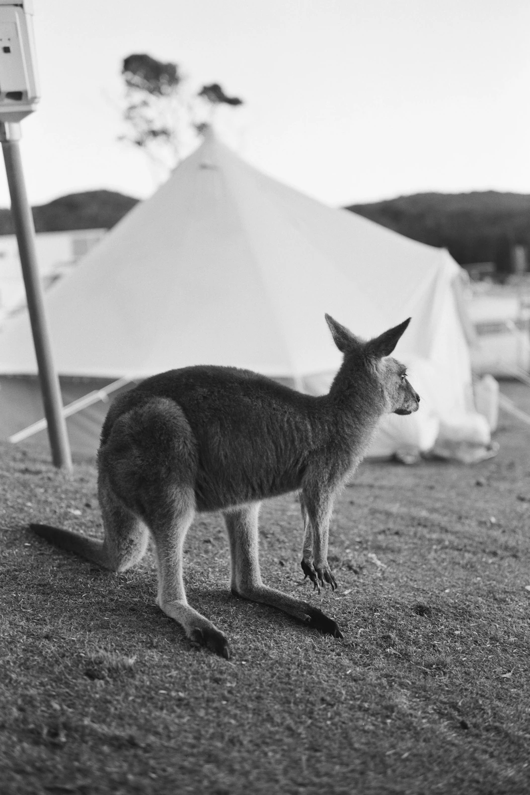 Super Nature (2025) BFI London Film Festival — photograph 3